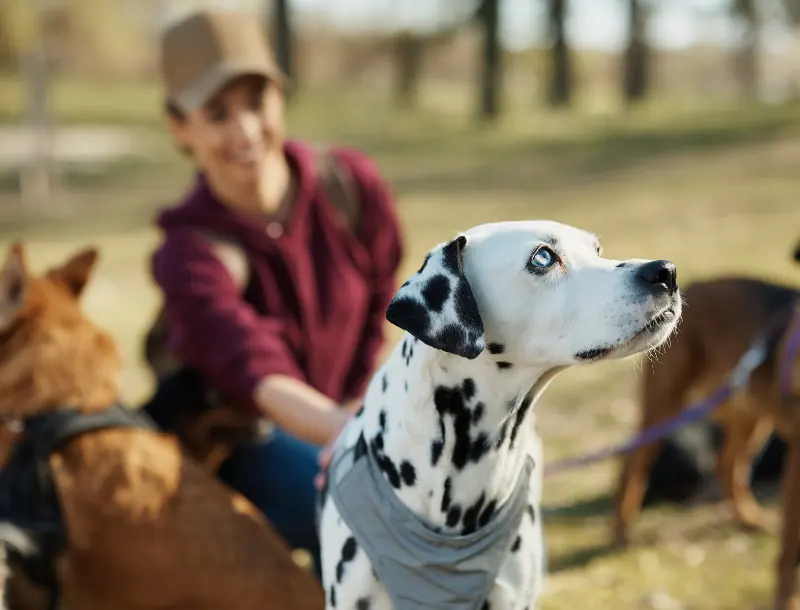fonctionnement et tarifs prestation balades-Mon Animal Relais-petsitter-garde d'animaux-bien être animal-chien-chats-promenade-volvic