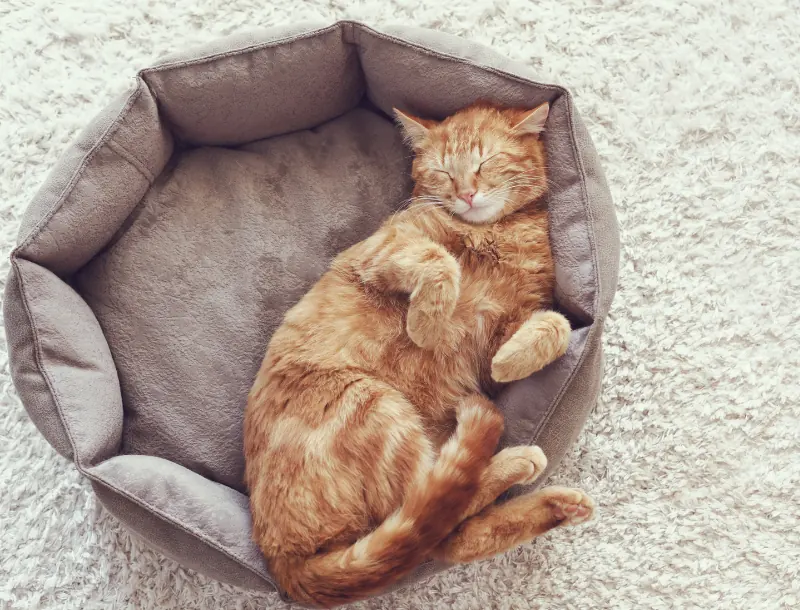 fonctionnement et tarifs prestation garde à domicile-Mon Animal Relais-petsitter-garde d'animaux-bien être animal-chien-chats-promenade-volvic