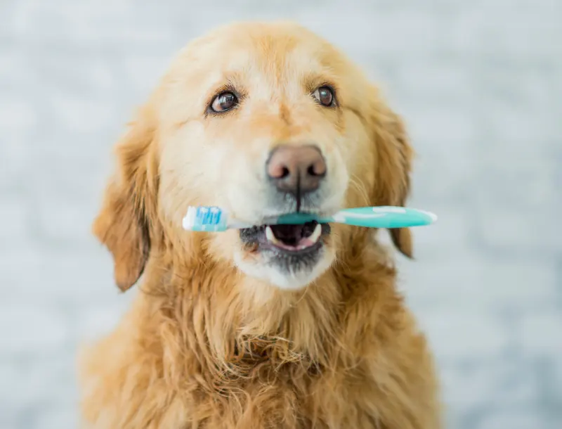 fonctionnement et tarifs prestation soins personalisés-Mon Animal Relais-petsitter-garde d'animaux-bien être animal-chien-chats-promenade-volvic