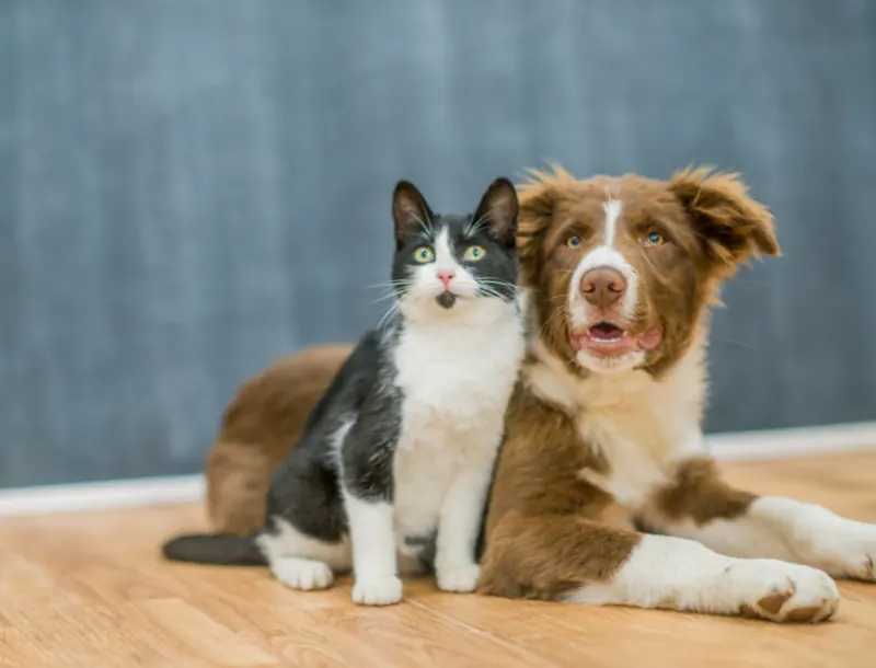 fonctionnement et tarifs supplémentaires prestation-Mon Animal Relais-petsitter-garde d'animaux-bien être animal-chien-chats-promenade-volvic