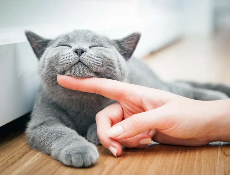 fonctionnement et tarifs visite chat-Mon Animal Relais-petsitter-garde d'animaux-bien être animal-chien-chats-promenade-volvic