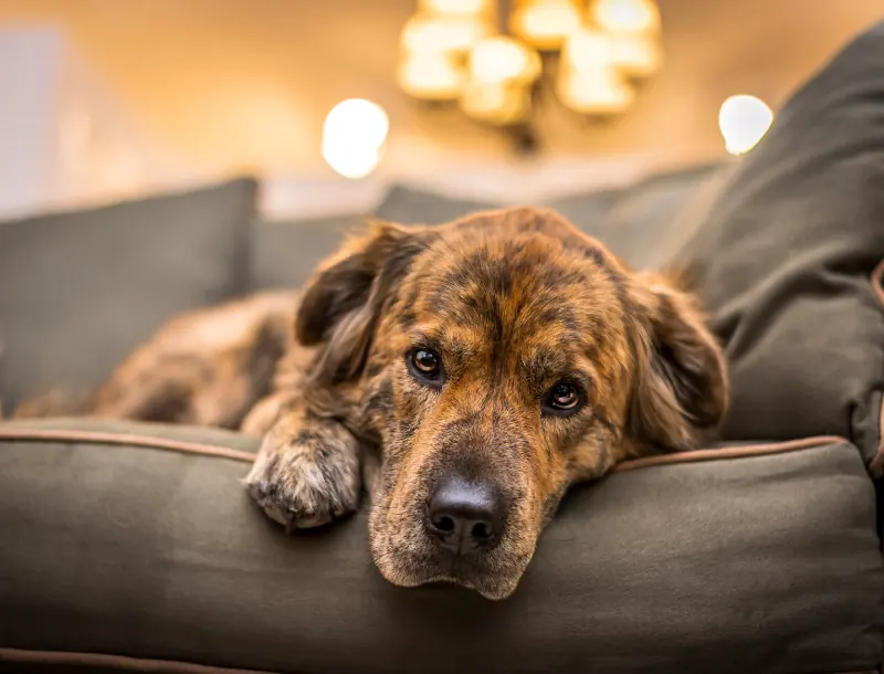 tarifs visite chien-Mon Animal Relais-petsitter-garde d'animaux-bien être animal-chien-chats-promenade-volvic